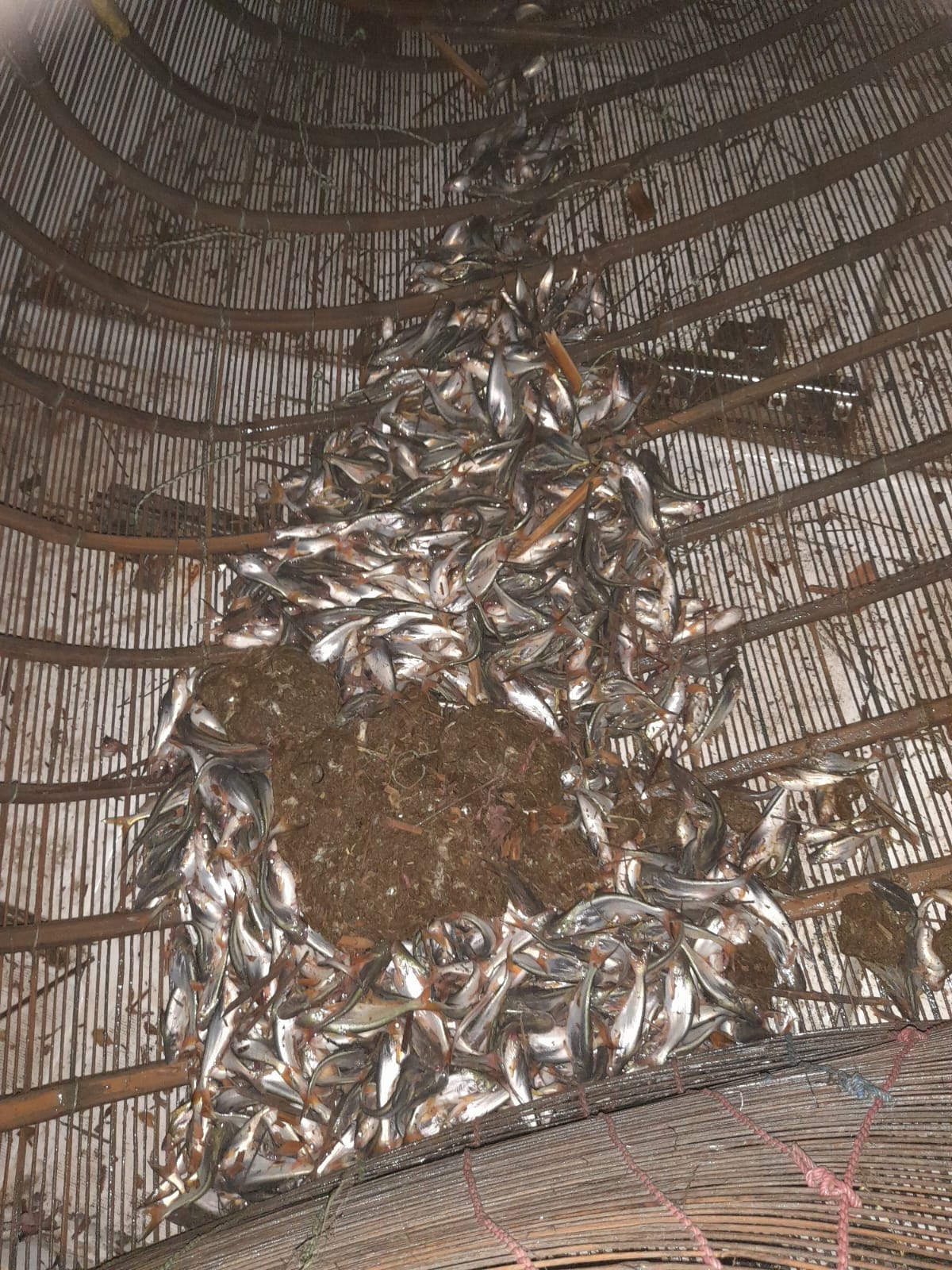 ভোলা’র মনপুরায় ১ হাজার কেজি পাঙ্গাসের পোনাসহ ৩টি অবৈধ চাই জব্দ